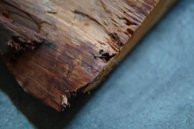 倉庫から綺麗な木目の杉板を発見💡
何かに使えそうだな‥
皮目が無骨でいい感じ

#清水銘木店 #木のあるくらし #木のある暮らし #香川県 #観音寺市 #材木屋 #香川の材木屋 #銘木店 #天然木 #無垢材 #木製品 #家具 #インテリア #一枚板